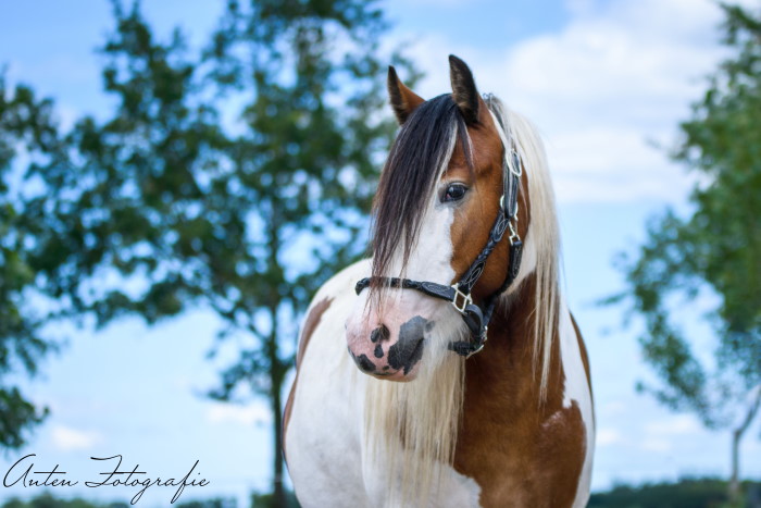Een foto van Malou, een wit-bruine tinker.