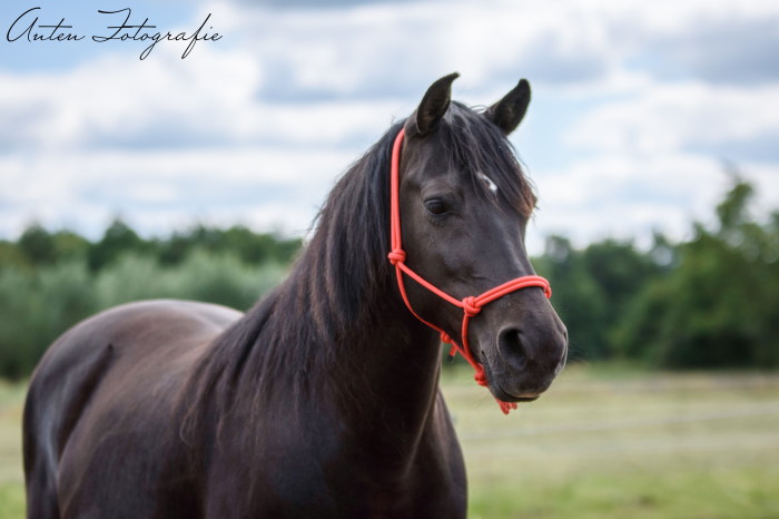 Een foto van Kayleigh, een zwarte pony met een witte kol op haar voorhoofd.